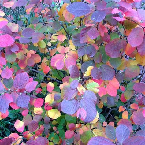 Fothergilla x intermedia Legend of the Fall® | White Flower Farm