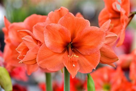 Amaryllis Plant Care & Growing Tips | Horticulture.co.uk