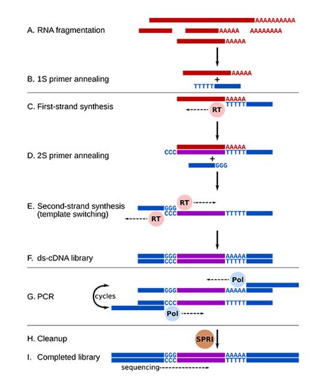 Smart-3SEQ: a fast, cheap, sensitive RNA-seq protocol (part 1) | RNA-Seq Blog