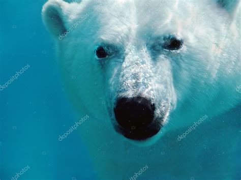 Polar bear underwater portrait — Stock Photo © Mirage3 #5434615