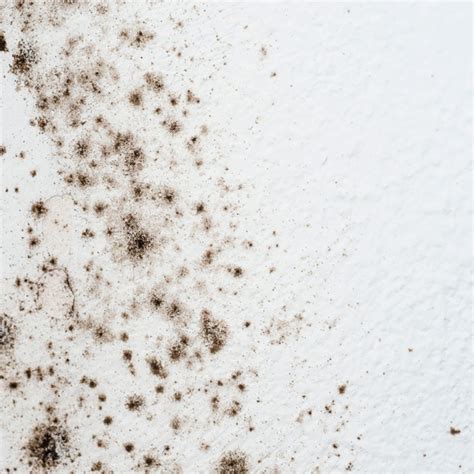 How To Remove Damp Mold From Walls | Psoriasisguru.com