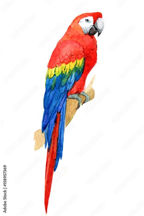 Macaw parrot, tropical birds isolated on white background, watercolor ...