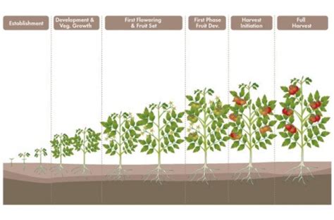 22+ Cherry Tomato Plant Stages - FuadSalisa