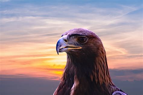 Golden Eagle Face 6K UHD Wallpaper