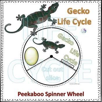 Lizard, Gecko Wall (Life Cycle Spinner) | Life cycles, Science ...