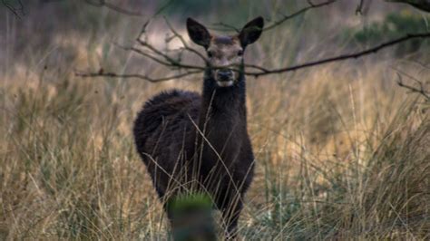 Spotting Wild Deer Walking Around Chasewater Country Park