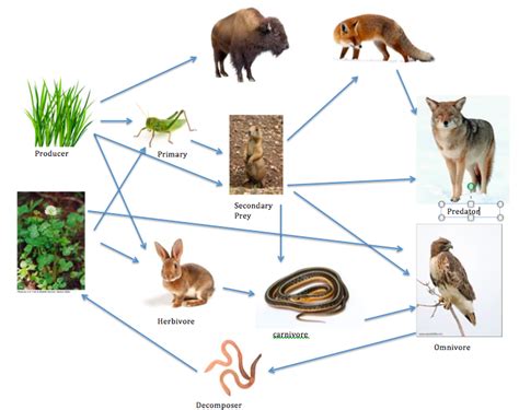 Food Chain and Food Web - Temperate grasslands