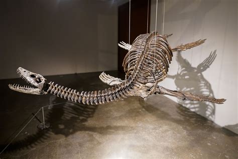 Loch Ness monster's inspiration dinosaur set to go on auction | Daily Sabah