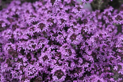 How to Grow and Care for Creeping Thyme