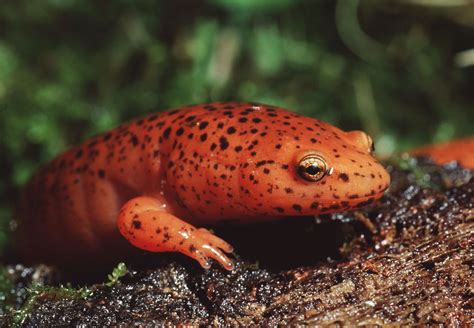 Salamander | Species, Life Cycle, & Facts | Britannica