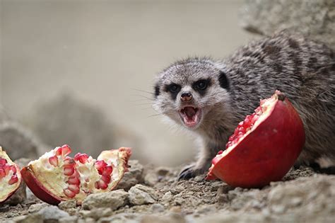 Meerkats eat a red pomegranate by Nika Petrova / 500px