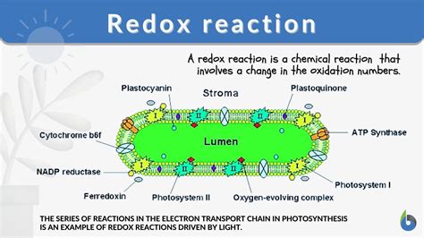 Redox reaction - Definition and Examples - Biology Online Dictionary