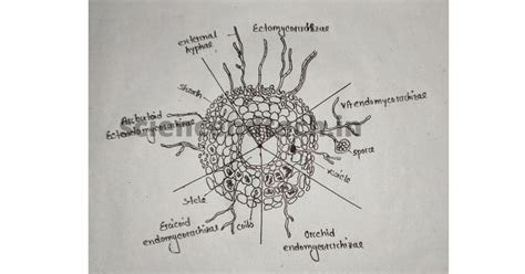 Mycorrhiza - sciencendtech