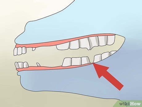 How to Take Proper Care of Your Horse's Teeth (with Pictures)