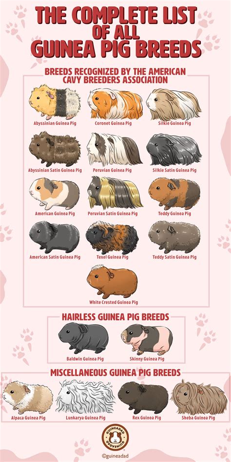 The Complete List of All Guinea Pig Breeds! | GuineaDad – Page 5