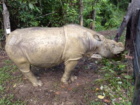 Borneo Rhino Alliance — BORA is an NGO which is dedicated to uniting ...