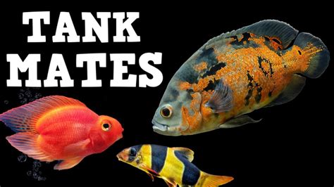 TOP 10 Tank Mates For Oscar Fish! - YouTube