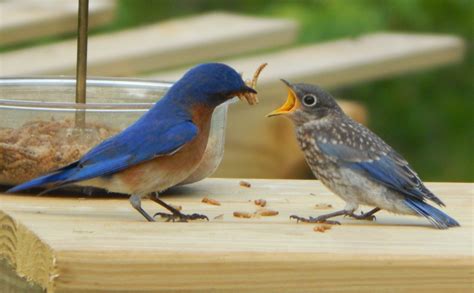 Daddy Bluebird feeding baby - Birds and Blooms