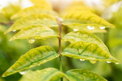 Premium Photo | Beautiful rain drops on the leaves