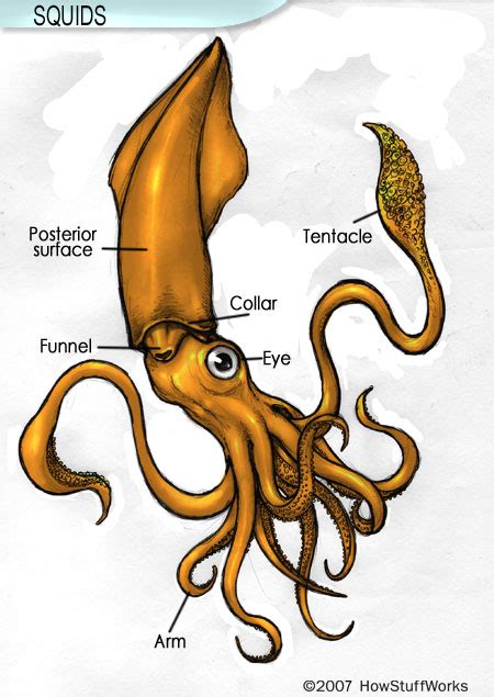 Squid Anatomy | HowStuffWorks