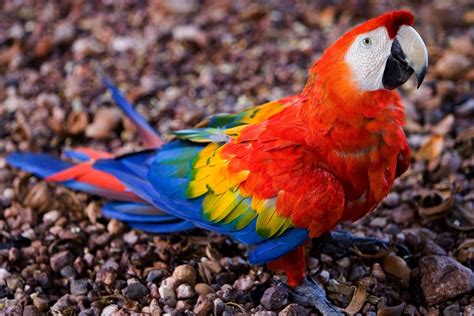 Araras Vermelhas - red Brazilian Macaws 1 Free Photo Download | FreeImages