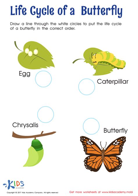 Life Cycle Of A Butterfly Worksheet 2nd Grade