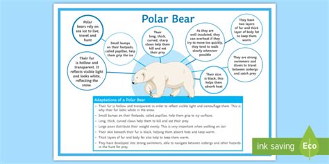 Adaptations of a Polar Bear Display Poster - Twinkl