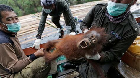 Indonesian orangutans airlifted back into the wild after COVID-19 ...