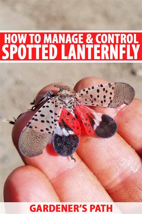 How to Manage and Control Spotted Lanternfly | Gardener’s Path