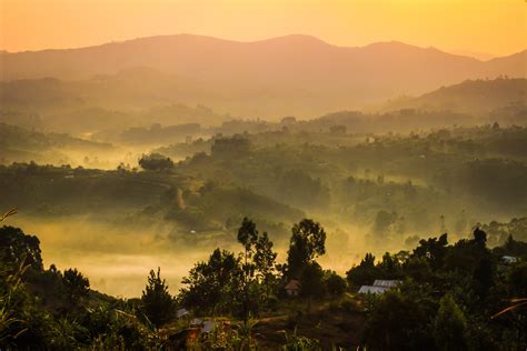 The Congo Rainforest and Prospects for the Next Pandemic - Foreign ...