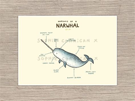 Anatomy of a Narwhal Signed Art Print - Etsy