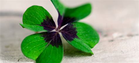 The Meaning Behind the Four Leaf Clover - Ravish Magazine