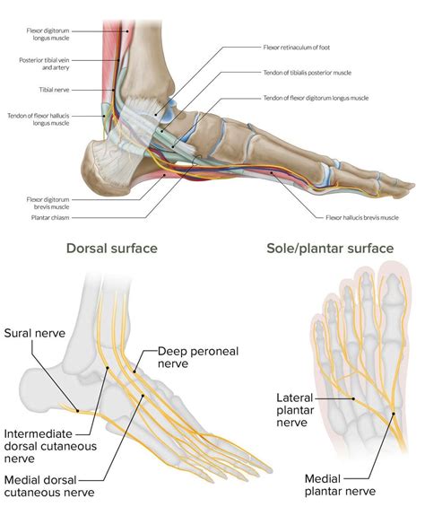 Identifying Causes of Foot Nerve Pain: What You Need to Know - El Paso ...