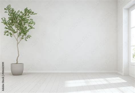 Indoor plant on wooden floor with empty white concrete wall background ...