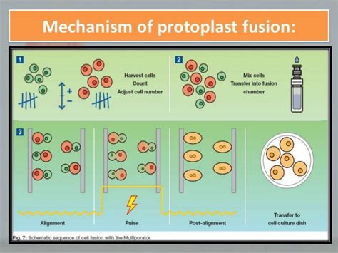 Protoplast fusion technology