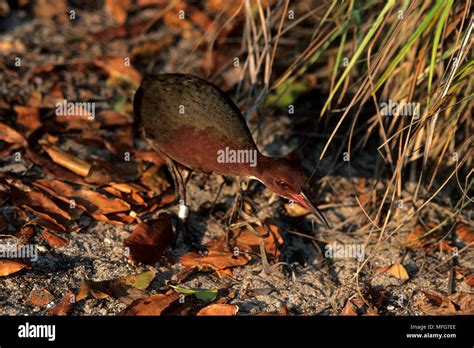 Aldabra rail fotografías e imágenes de alta resolución - Alamy