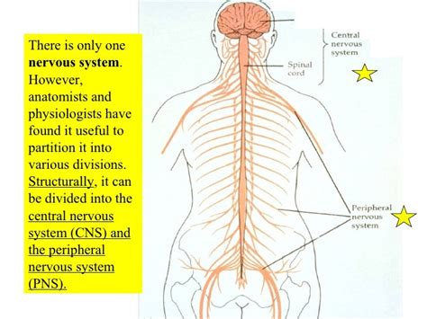 13 Nervous Tissue