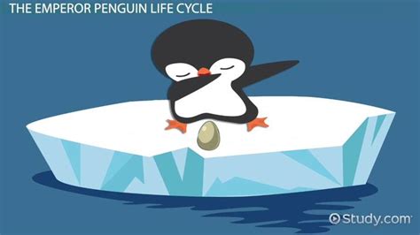 Life Cycle of an Emperor Penguin: Lesson for Kids - Lesson | Study.com