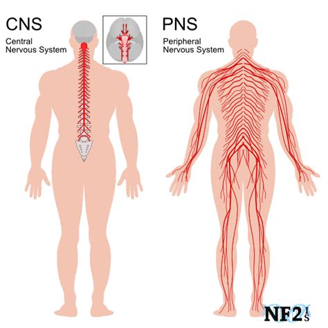 Chapter 13- Peripheral Nervous System Diagram | Quizlet