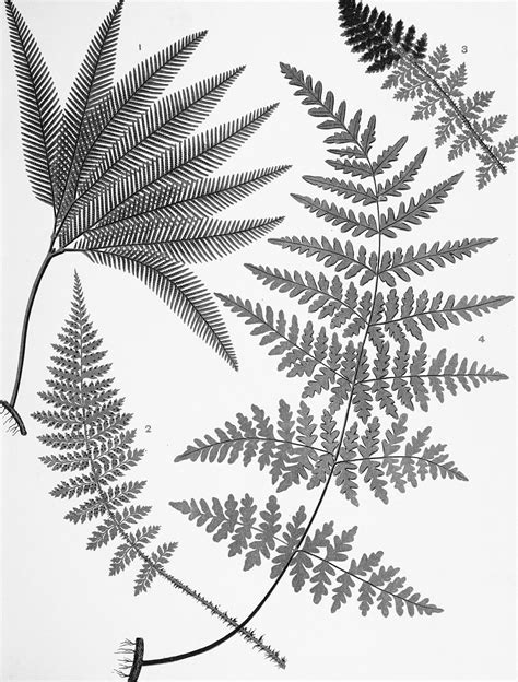 Fern Leaf Drawing at GetDrawings | Free download