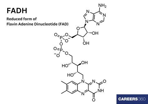 Fadh2 Structure