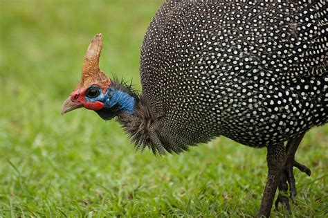 Guineafowl Wallpapers - Wallpaper Cave