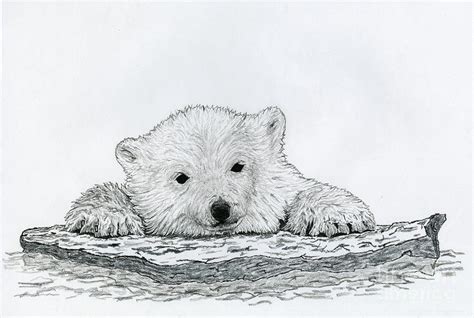 Polar Bear Cub Drawing by Chris Trudeau