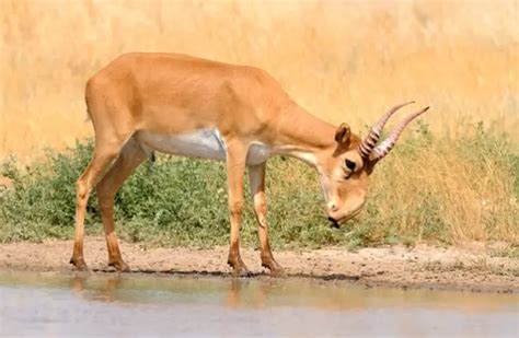 Saiga Antelope - Description, Habitat, Image, Diet, and Interesting Facts