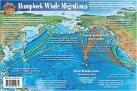 Pacific Humpback Whale Migration and Whale Life Cycles Laminated Card ...