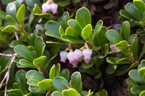 The 10 Best Evergreen Ground Cover Plants that Grow Quickly | Evergreen ...