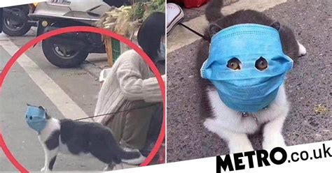 Cat given makeshift face mask to protect it from coronavirus | Metro News