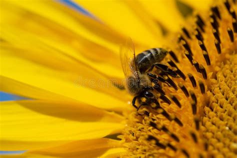 Close-up of a Tiny Honey Bee Looking for Pollen on a Sunflower Stock ...