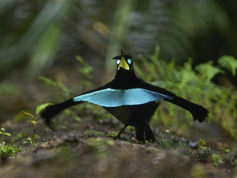 Smooth dance moves confirm new Bird-of-Paradise species – Macaulay Library