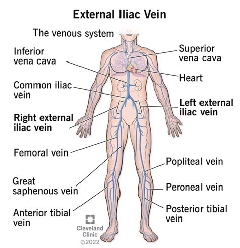 External Iliac Vein: Anatomy, Function and Purpose